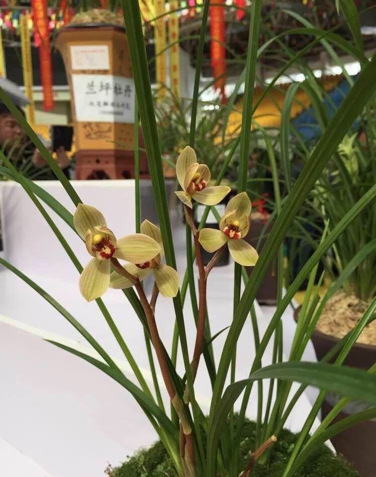 保山莲瓣兰名品有哪些,保山莲瓣兰与贵州莲瓣兰对比