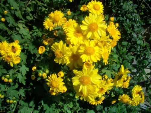 怀念我可亲可敬的奶奶,怀念至亲挚爱的奶奶