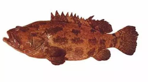 世界顶级海鲜鱼类,史上最完整鱼类海鲜图鉴