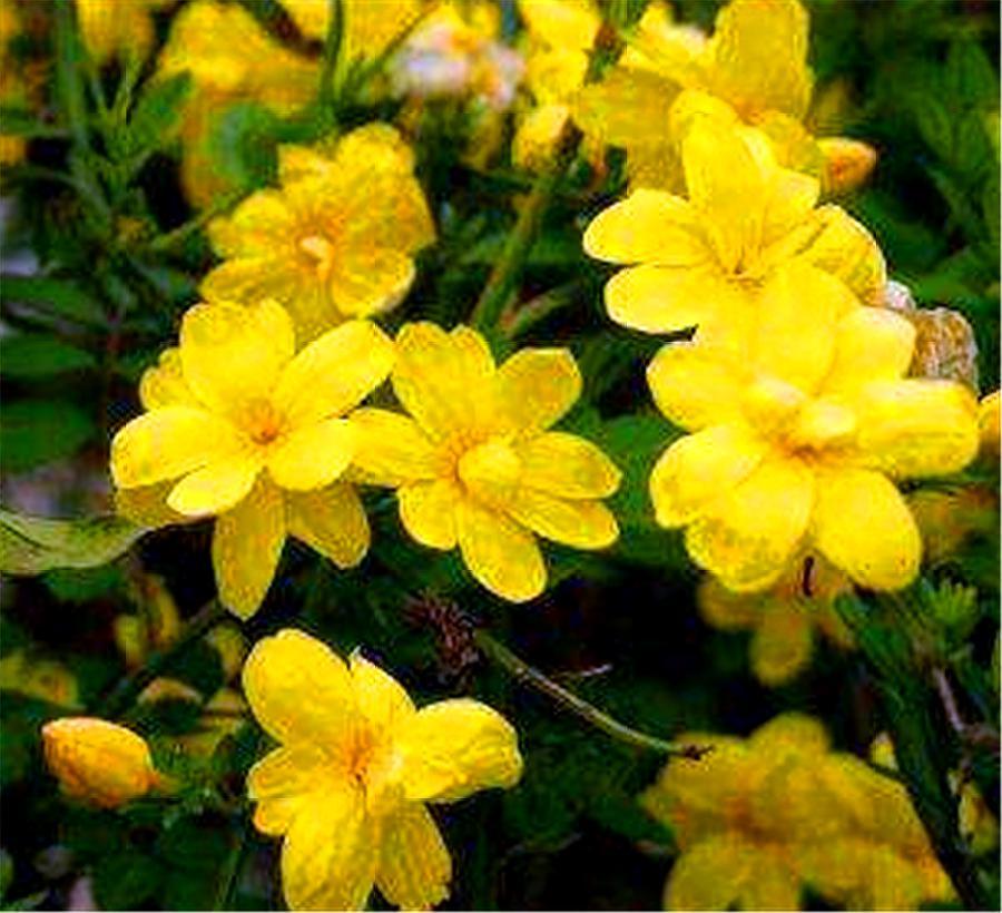 迎夏花和迎春花一样吗,迎春花和迎夏花的对比