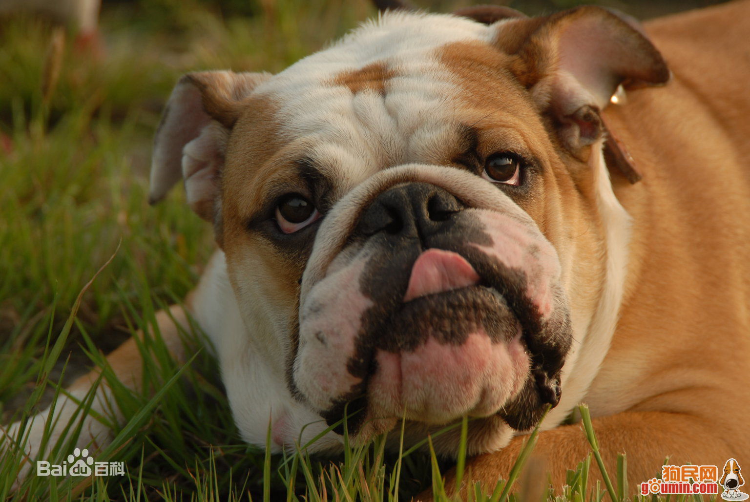 不掉毛无体味性格温顺的小型犬,宠物狗大全表