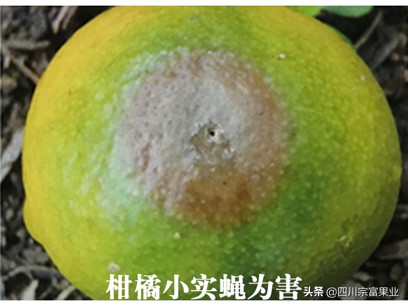 柑橘小实蝇,柑橘小实蝇雄虫与雌虫的区别