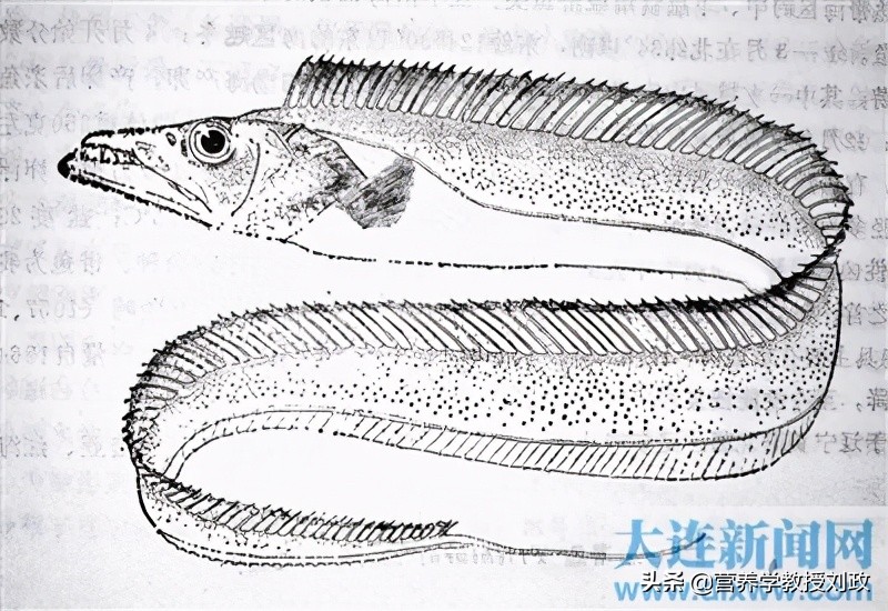 春天到了多吃带鱼营养高,春天吃什么带鱼