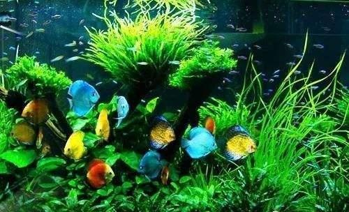 热带鱼金鱼哪个好养殖,热带鱼哪些品种适合金鱼养