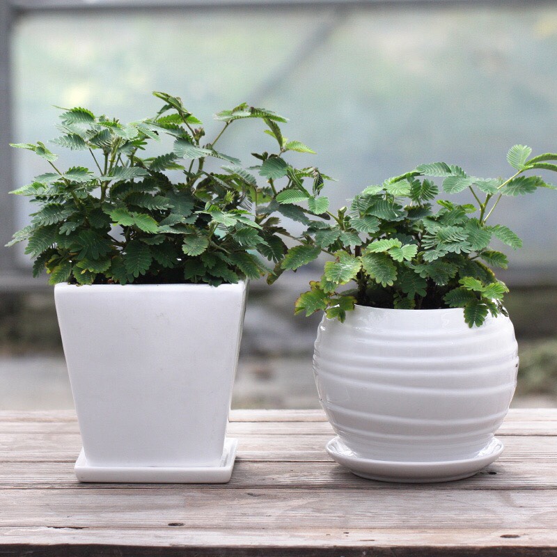 怎么养含羞草才容易开花,如何饲养含羞草有哪些注意事项