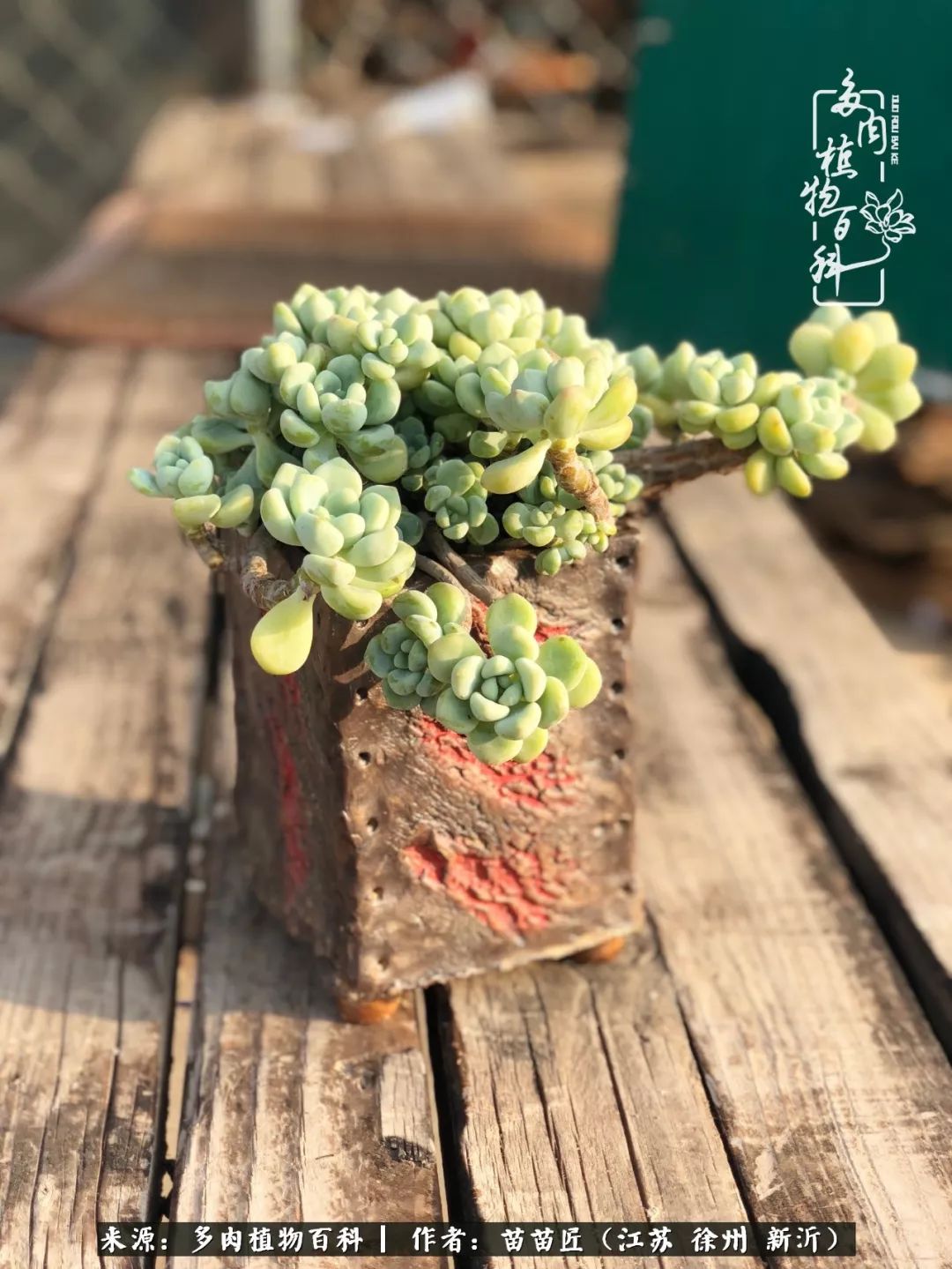 多肉之江湖：众肉友们，修仙渡劫几何了？