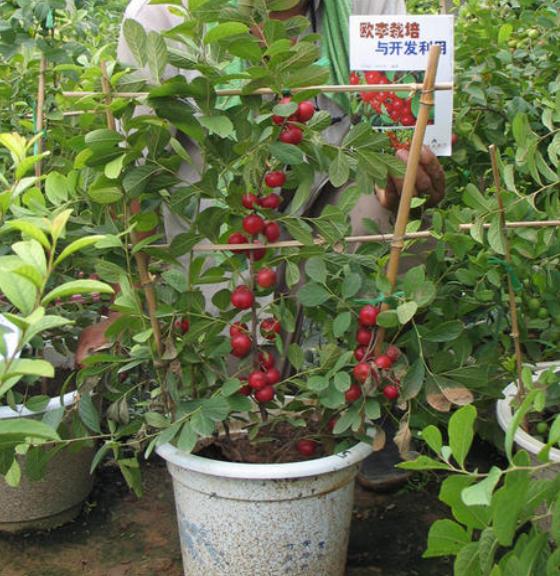 价值被低估的水果“李子祖先”，含钙量堪比牛奶，村民却拿它喂猪