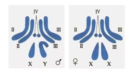 单身狗情人节打王者,情人节单身狗和情侣