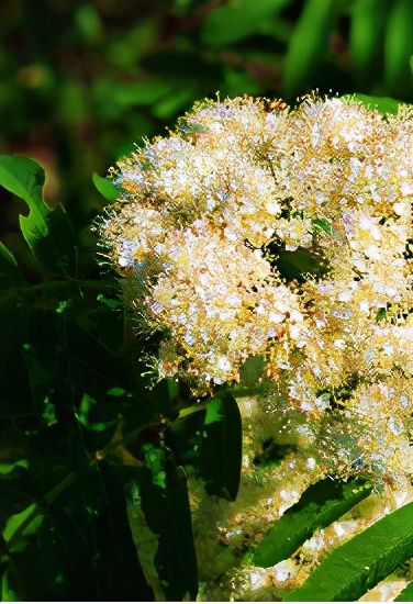 欧惠空姐精华好用嘛,欧蕙金蛋精华