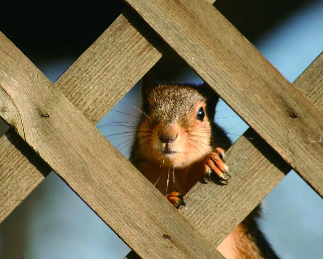 大尾巴鼠与松鼠的区别,大尾巴松鼠和小尾巴兔