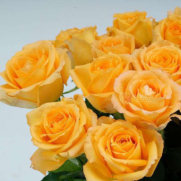 假日公主玫瑰花,玫瑰花温馨又浪漫