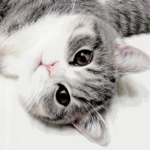 猫咪需要玩伴吗一只猫咪会孤独吗,盘点猫咪太闲的行为