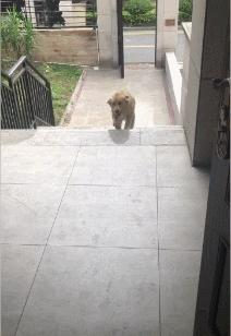 狗狗的几种类型,狗狗的性格会越来越像主人