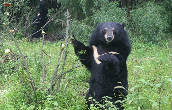 熊出没惊现东北虎下集,野生黑熊遇东北虎