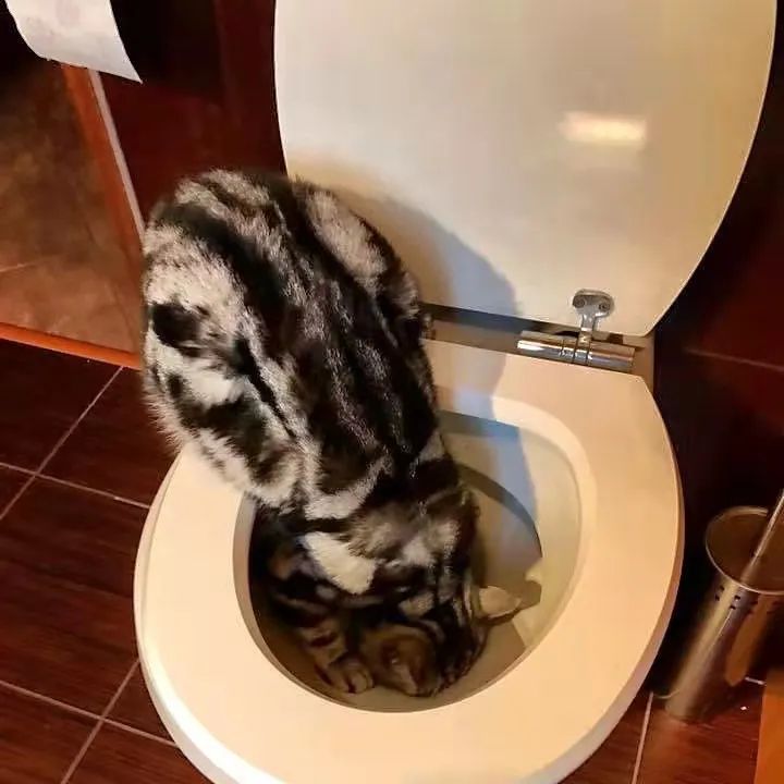 猫咪胡须弯了是病么,猫咪疲劳的表现