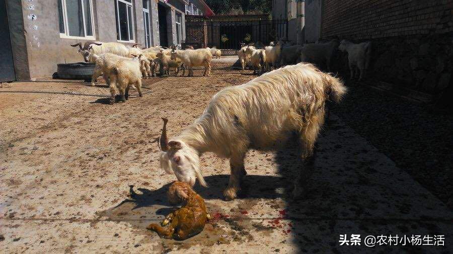 如何接生羔羊,怎样接生羊娃
