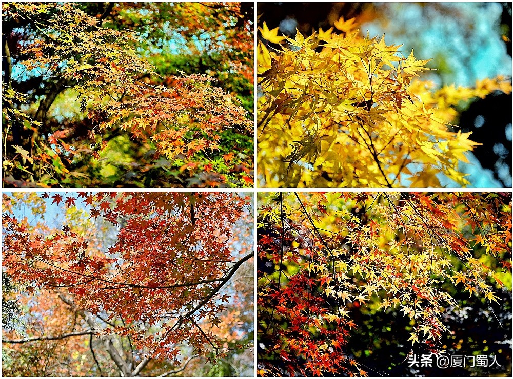 南京四大赏枫地 (南京赏枫胜地)