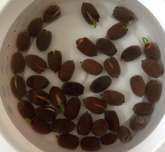 碗莲培育全过程视频,碗莲培育壮苗