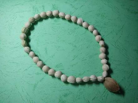 吃剩的水果核不要丢弃,吃剩的樱桃籽能种吗