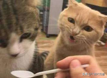 猫咪吃了驱虫药不咋吃饭了,猫咪吃了驱虫药没有排出虫子