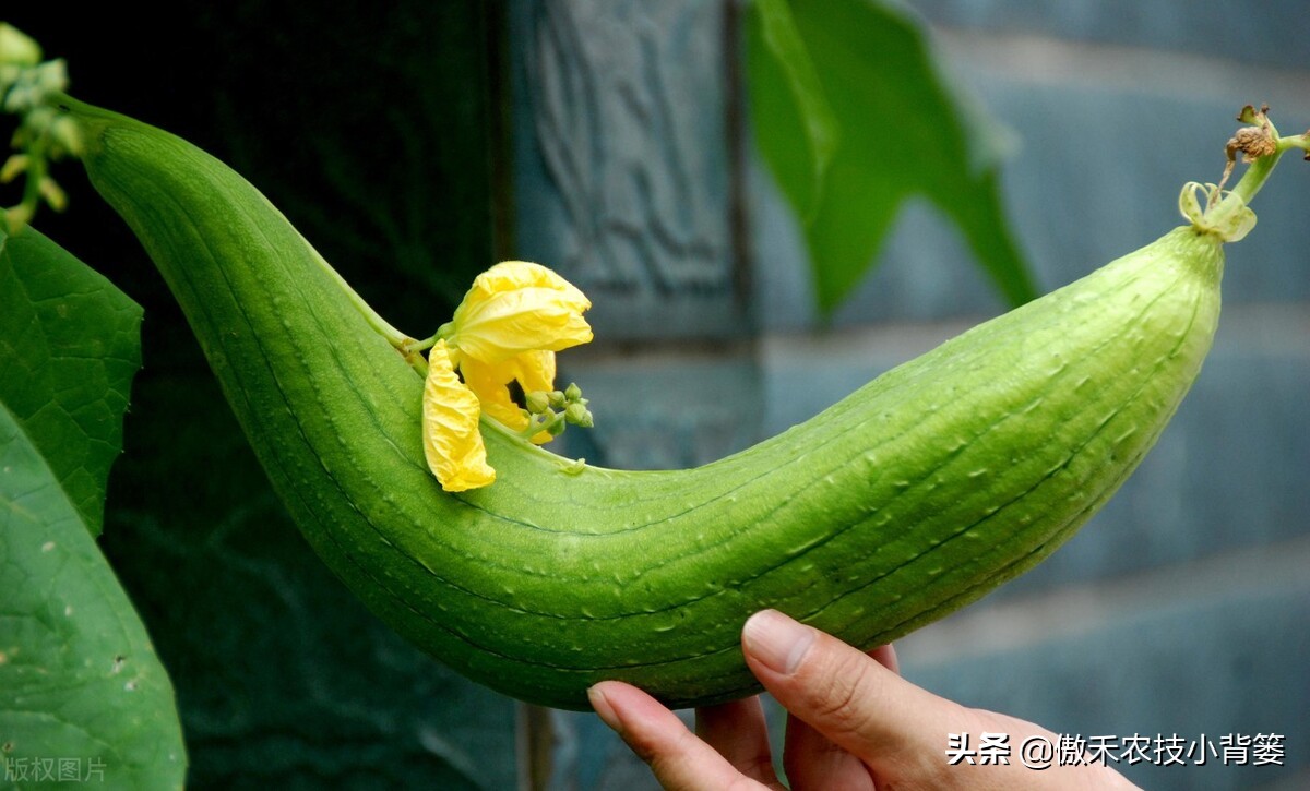 丝瓜弯曲的解决方法,黄瓜出现弯瓜该怎么处理视频