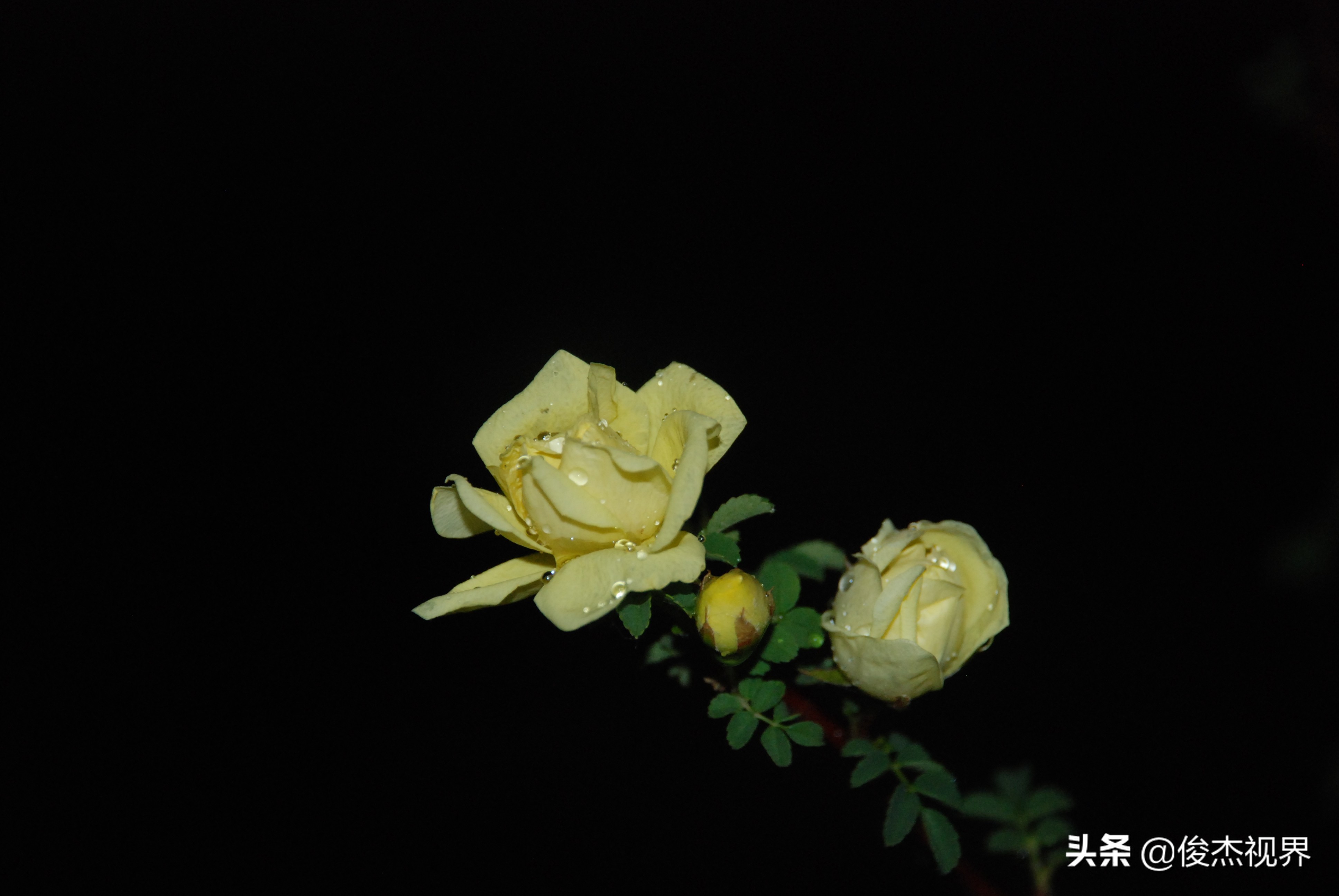 夜游遇见黄玫瑰（原创）