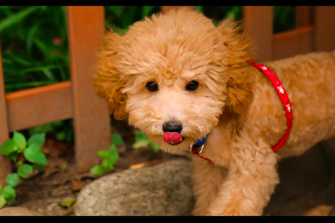 养了10年的狗狗咬主人,领养的泰迪咬人多次还要继续养吗