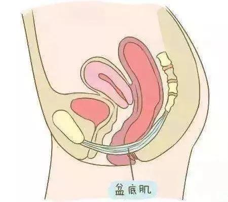 产后几天可以做盆底肌修复运动,产后恢复必做运动