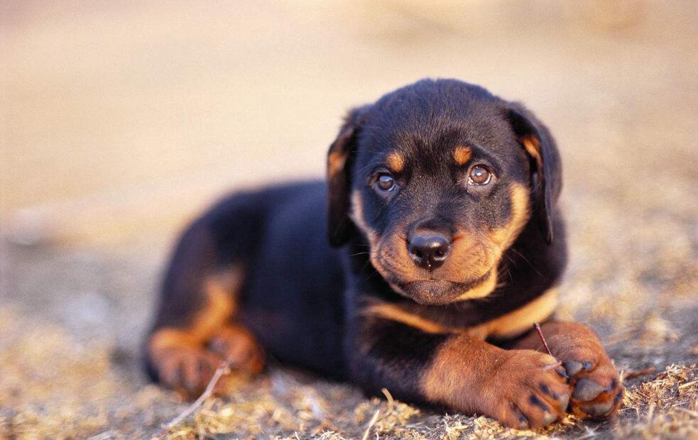 罗威纳犬优点和缺点,罗威纳犬和杜宾哪个更好养