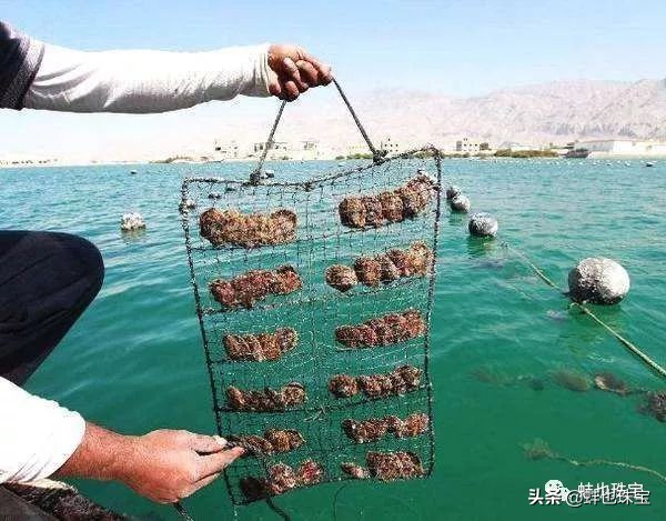 珍珠是什么物质组成的,珍珠是什么做的