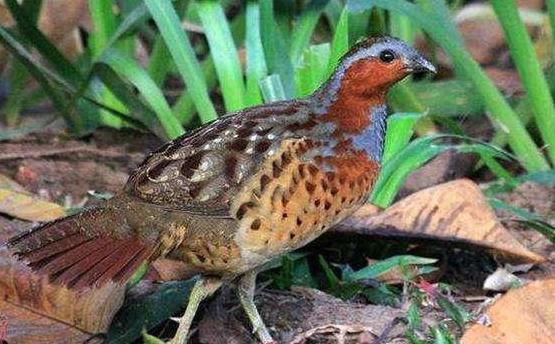 藏在竹林里的4种美食，我确信你只知道竹笋，全吃过是正宗南方人