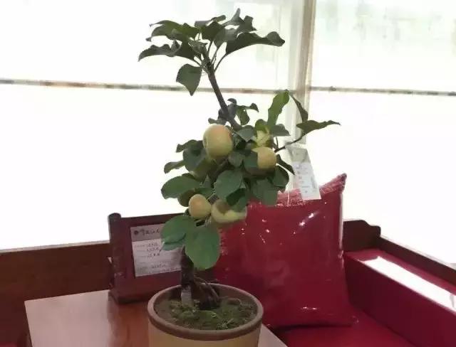 果树盆景的栽培技术视频,盆景果树种植视频