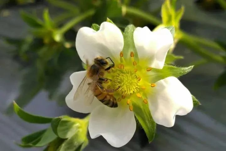 园子里的昆虫有多少,花园里的小动物哪些是昆虫