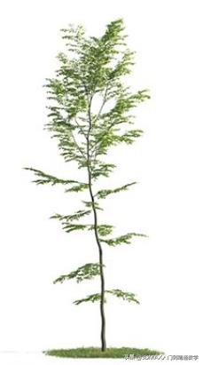 3dmax树木模型在哪里,3dmax植物树