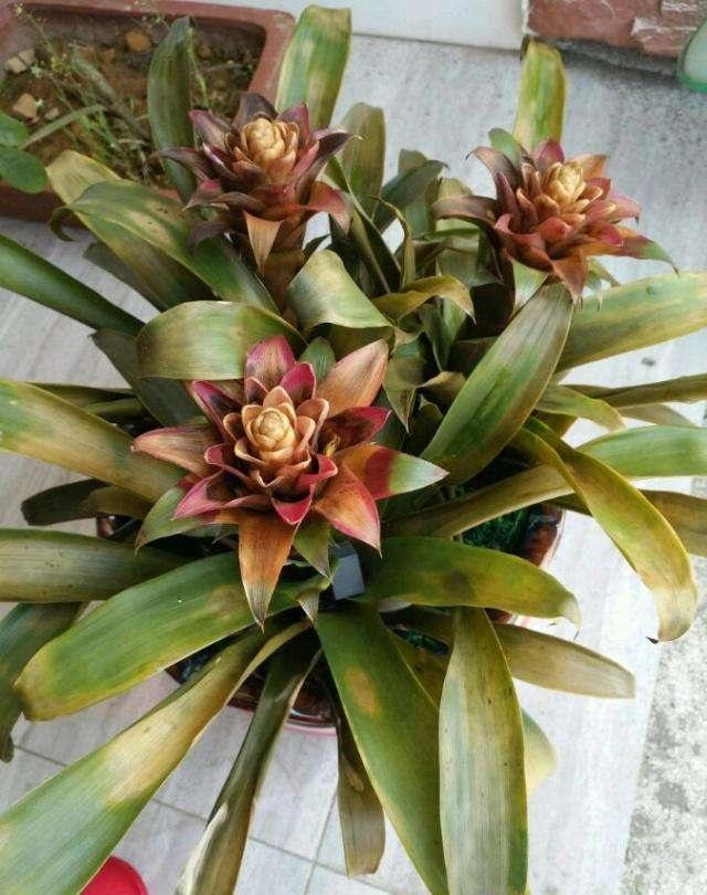 鸿运当头发黑是怎么回事,鸿运当头为什么发白