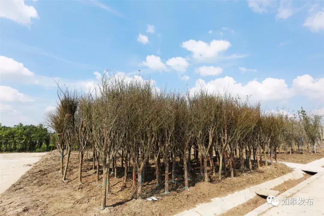 互联网花木,互联网电商大数据时代趋势