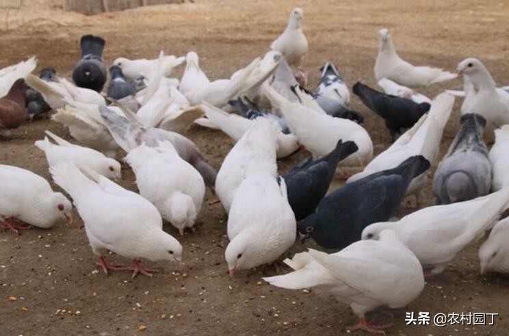 肉鸽养殖2017前景,肉鸽养殖前景及发展