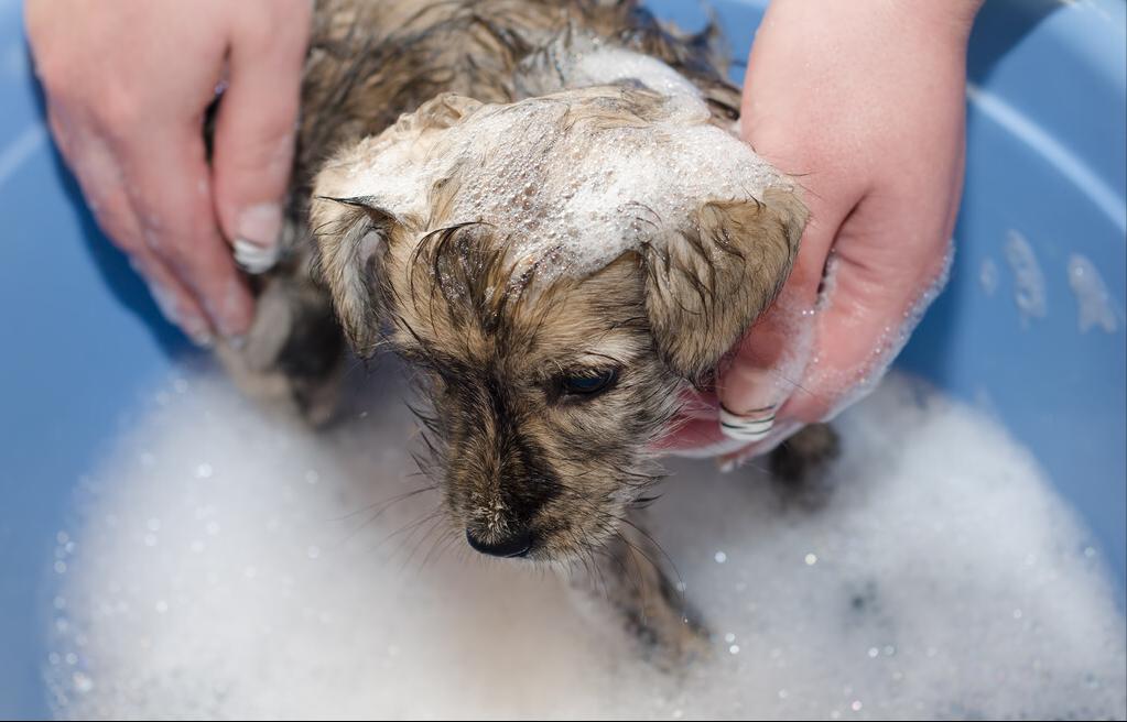 新手养狗怎么教狗狗上厕所,狗狗饲养技巧书籍