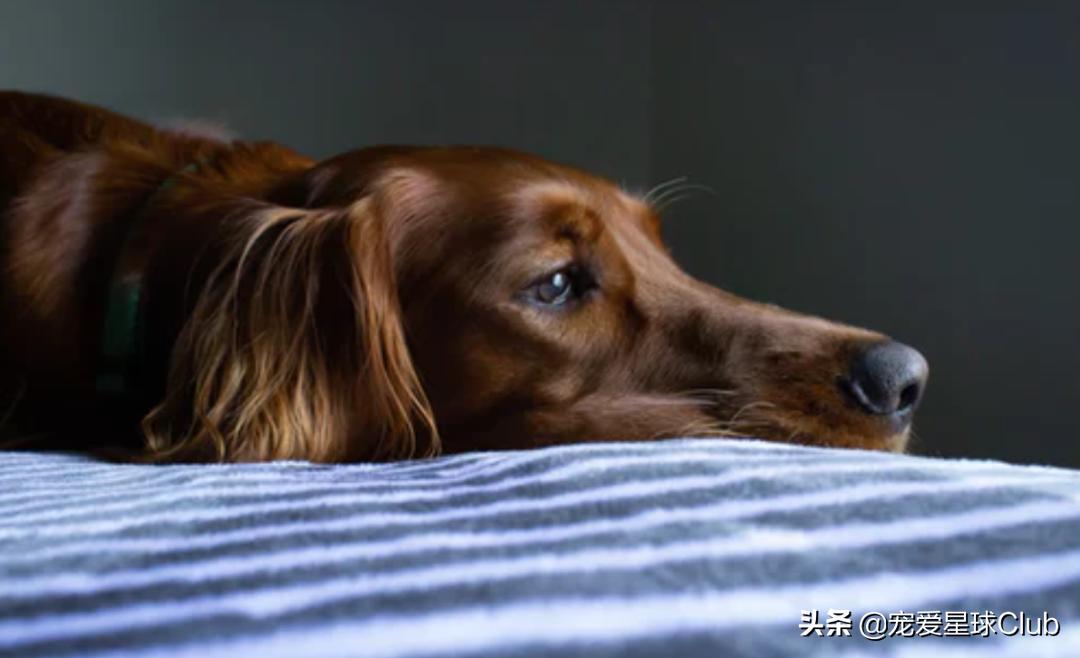 狗狗快乐的步伐,让狗狗开心的方法