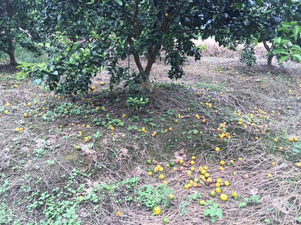 柑橘快收获还落果啥原因,柑橘黄化树恢复方法