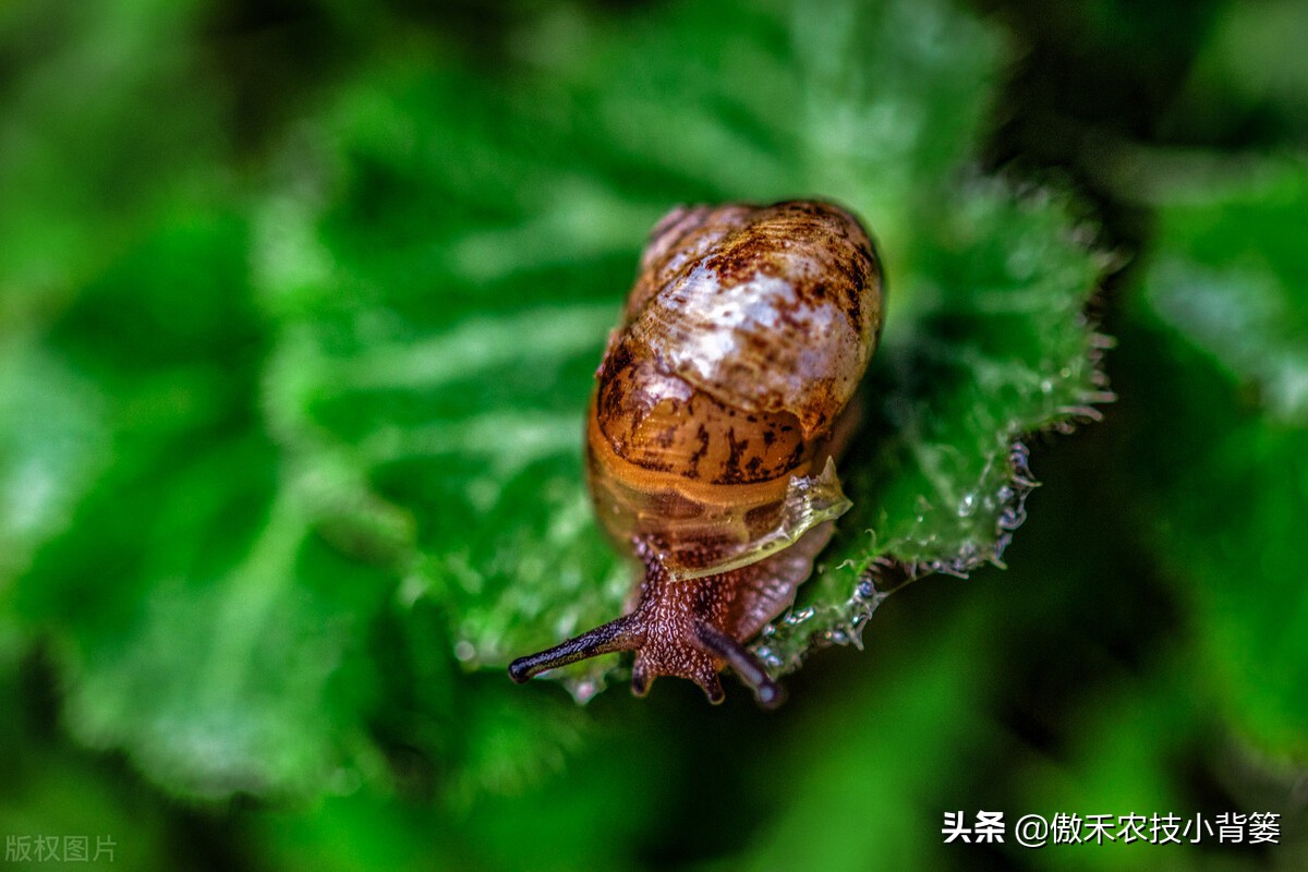 种植蔬菜蜗牛很多怎么办,蔬菜上的蜗牛用什么方法治