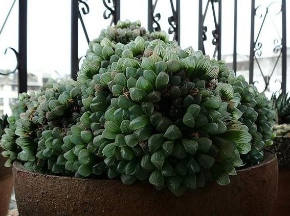 玉露服盆期间叶片变软,玉露光照少了会怎样