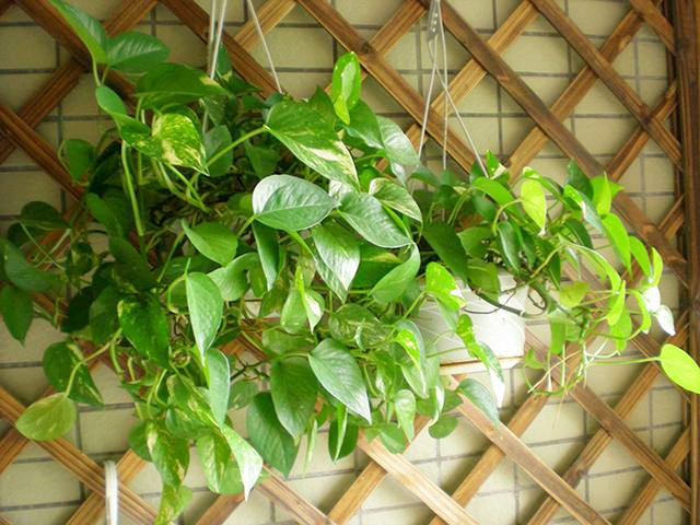 绿萝叶子没发黄但感觉奄奄一息,绿萝奄奄一息怎么救活