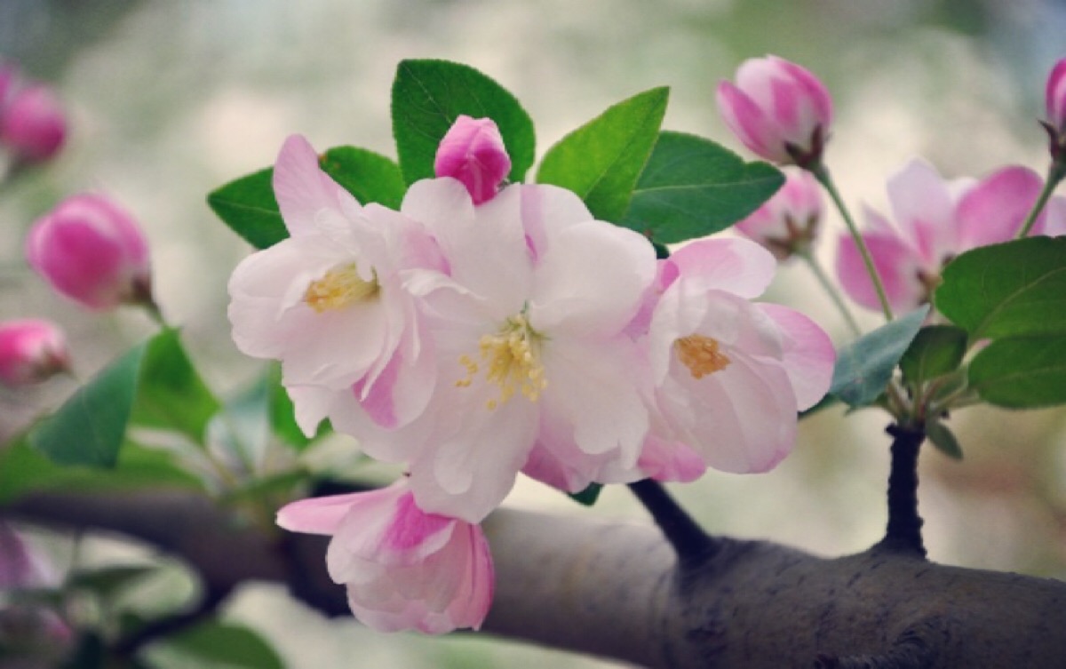 海棠花的不同品种,春天里盛开的海棠花不同品种