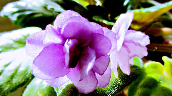 紫罗兰花卉大全,紫罗兰花卉盆栽图片