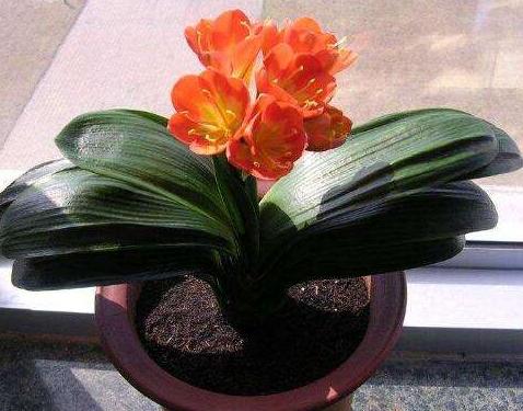 秋冬季君子兰换盆可以吗,君子兰春天换盆怎么养才能长得快