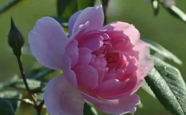 100种玫瑰图片大全,介绍100种不同品种的玫瑰视频