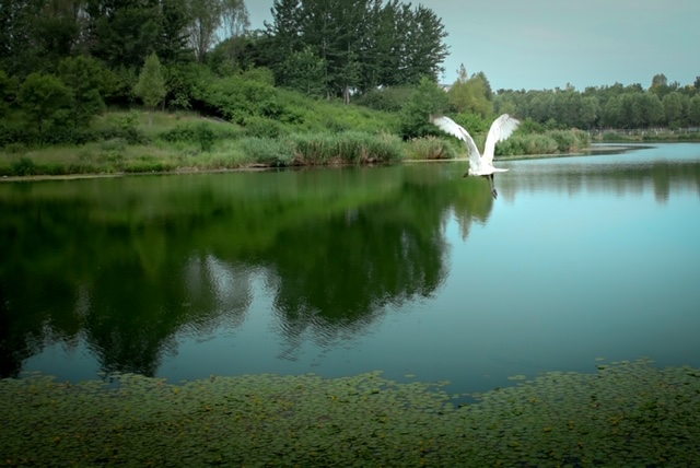 幼鸟掉落地上,见到小雏鸟怎么办