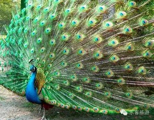 西双版纳最著名的旅游景点,西双版纳旅游景点排行榜第几