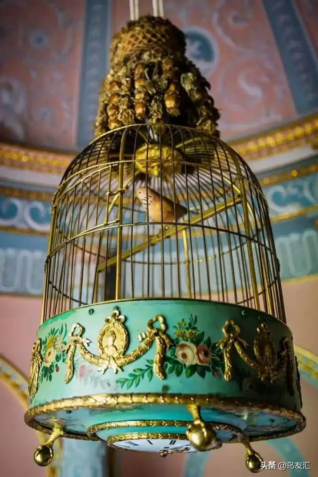 鸟窝为何这么干净,鸟窝怎样可以让鸟很喜欢